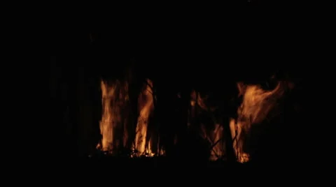 Fire through the trees at night. Fire in the forest at night. Stock Footage 61916881