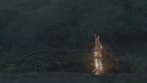 Fire on trees Video stock 140770689