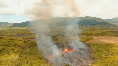 Fire in a tropical bush Stock Footage 101457228