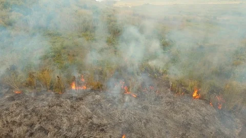 Fire in a tropical bush Stock Footage 117136651