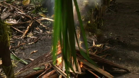 Fire in a tropical Jungle Stock Footage 157586
