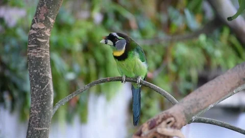 Fire Tufted Barbet native to Sumatra and the Malaysian Peninsula Stock Footage 109065888