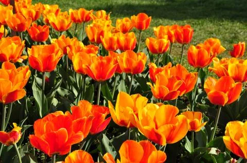 Fire tulips Stock Photos