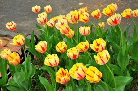 Fire tulips Stock Photos