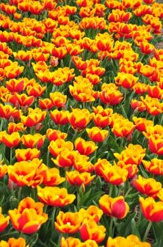 Fire tulips Stock Photos