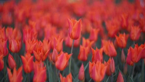 Fire tulips Stock Photos