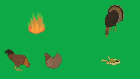 Fire Turkey Rooster Bird 2d animated cartoon character on green screen High Stock Footage 334703660
