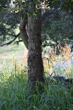 Fire under the tree. Stock Photos