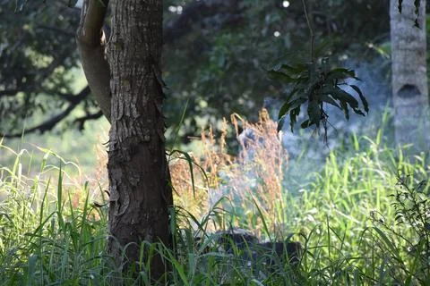 Fire under the tree. Foto stock