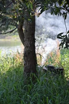 Fire under the tree. Stock Photos