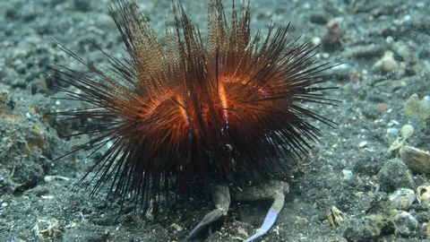 Fire Urchin Attached to Crab Stock Footage 112237139