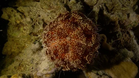 Fire urchin closed with spines in continuous motion, Red Sea, Egypt 스톡 동영상 104712464