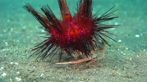 Fire Urchin Hermit Crab Moving on sandy bottom Stock Footage 138171225