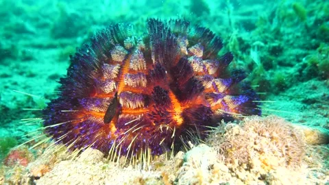 Fire urchin resting with small fish beneath Stock Footage 327541695