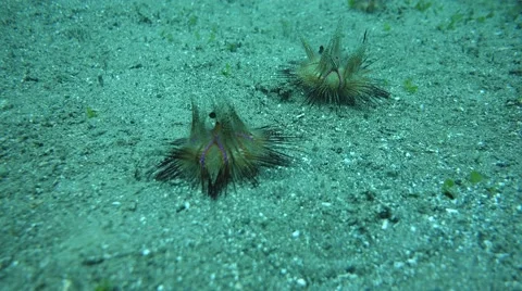 Fire Urchins Moving Across Sandy Bottom Floor Stock Footage 62460050