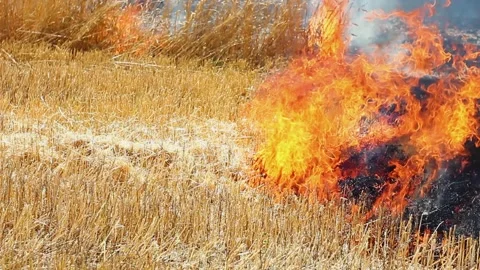 Fire in a wheat field in dry hot sunny summer weather close-up. Harvest failure Stock Footage 155580837