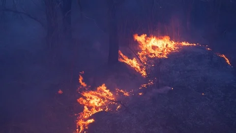 Fire. wildfire, burning pine forest in the smoke and flames. Evening Stock Footage 104372125