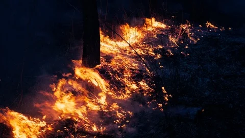 Fire. wildfire, burning pine forest in the smoke and flames. Evening Stock Footage 104372167