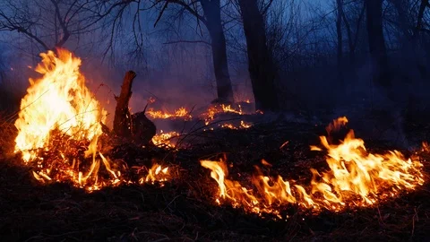 Fire. wildfire, burning pine forest in the smoke and flames. Stock Footage 104372249