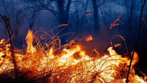 Fire. wildfire, burning pine forest in the smoke and flames. Evening Stock Footage 104372253