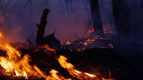 Fire. wildfire, burning pine forest in the smoke and flames. Evening Stock Footage 104372360