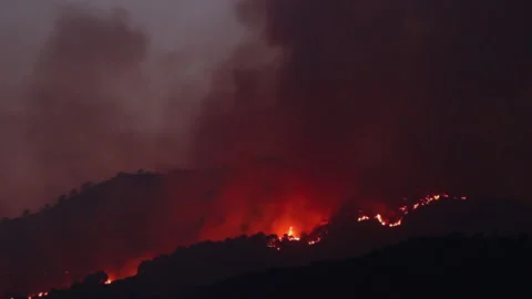 Fire. wildfire burning pine forest in the smoke and flames. Stock Footage 133203371