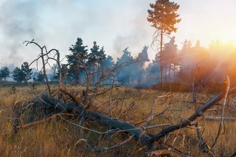 Fire. wildfire, burning pine forest in the smoke and flames. Stockfoto's