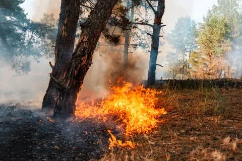 Fire. wildfire, burning pine forest in the smoke and flames. Stockfoto's