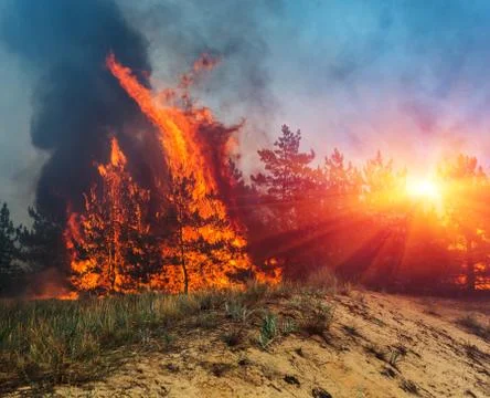 Fire. wildfire, burning pine forest in the smoke and flames. Photos