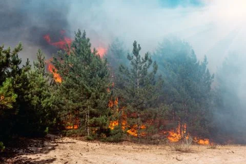 Fire. wildfire, burning pine forest in the smoke and flames. Stock-Fotos