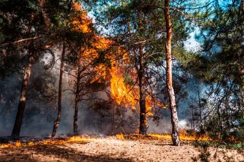 Fire. wildfire, burning pine forest in the smoke and flames. Photos