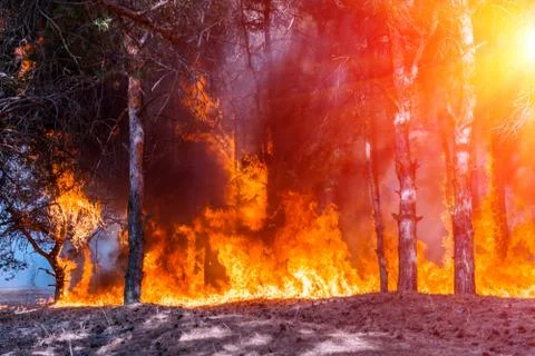 Fire. wildfire, burning pine forest in the smoke and flames. Photos