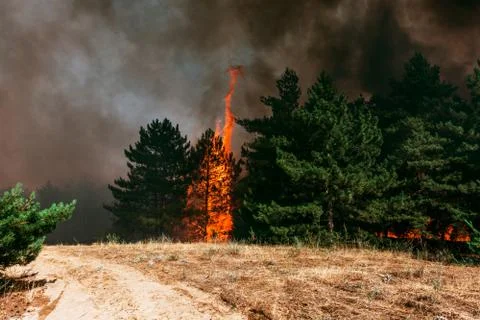 Fire. wildfire, burning pine forest in the smoke and flames Стоковые фото