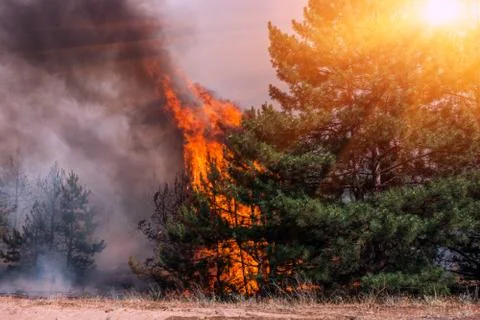 Fire. wildfire at sunset, burning pine forest in the smoke and flames. Fotos de archivo