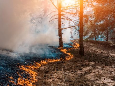 Fire. wildfire at sunset, burning pine forest in the smoke and flames. Stockfoto's