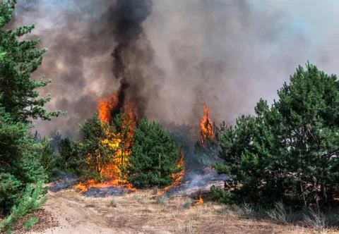 Fire. wildfire at sunset, burning pine forest in the smoke and flames. Stock-Fotos