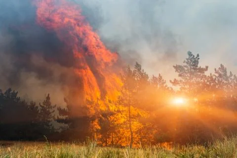 Fire. wildfire at sunset, burning pine forest in the smoke and flames. 스톡 사진