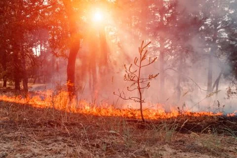 Fire. wildfire at sunset, burning pine forest in the smoke and flames. Fotos de archivo