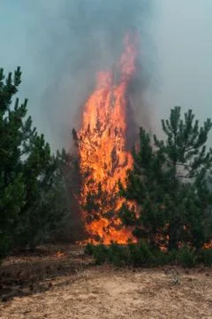 Fire. wildfire at sunset, burning pine forest in the smoke and flames. Stock-Fotos