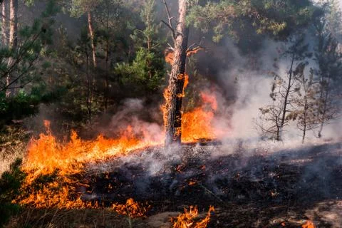 Fire. wildfire at sunset, burning pine forest in the smoke and flames. Stockfoto's