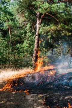 Fire. wildfire at sunset, burning pine forest in the smoke and flames. Fotos de archivo
