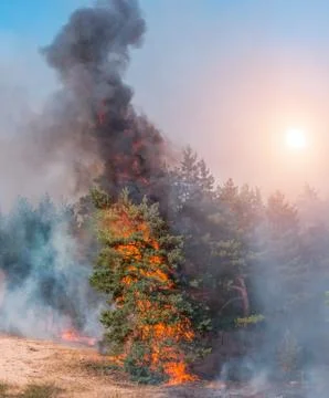 Fire. wildfire at sunset, burning pine forest in the smoke and flames. Photos