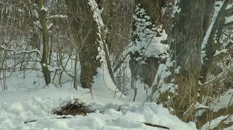 A fire on the winter background Stock Footage 47652430