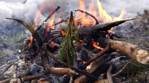 Fire in the winter forest Stock Footage 160053558