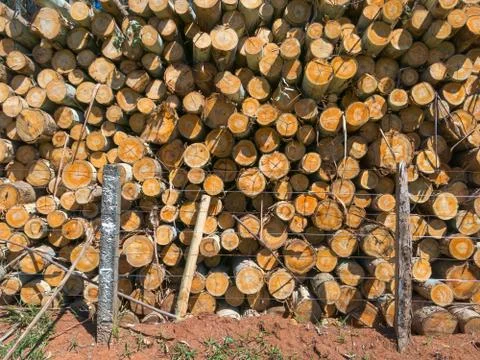 Fire wood eucalyptus texture - pattern Stock Photos