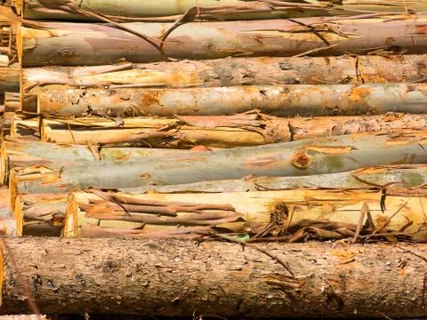 Fire wood eucalyptus texture - pattern Stock Photos