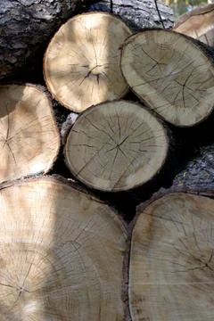 Fire wood Stock Photos