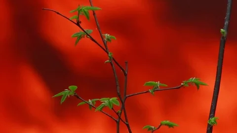 Fire in the wood . Video with a natural sound Stock Footage