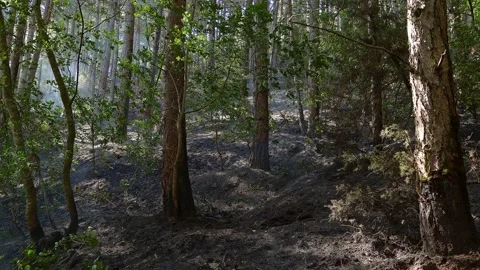 The fire in the woods is almost out. Stock-Footage 137278480