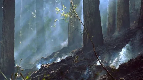The fire in the woods is almost out. Stock-Footage 137278494